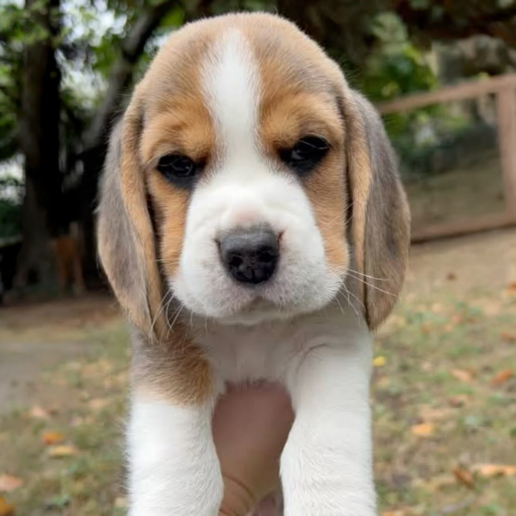 Beagle