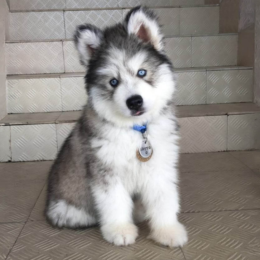 Husky