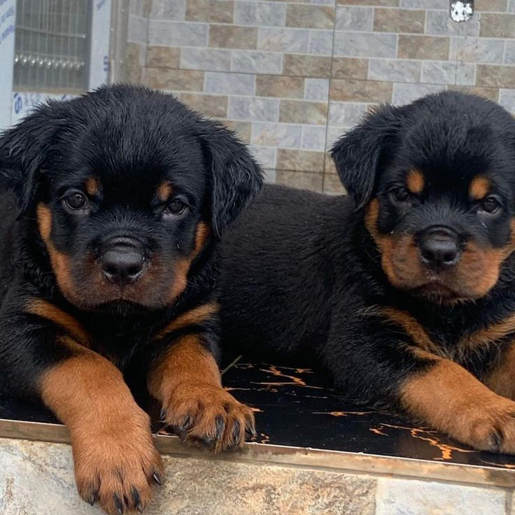 Rottweiler