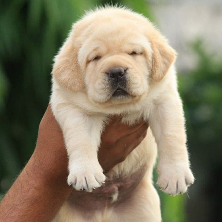 Labrador